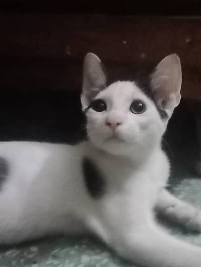 tuxedo kittens