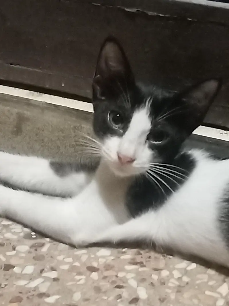 tuxedo kittens — photo 3