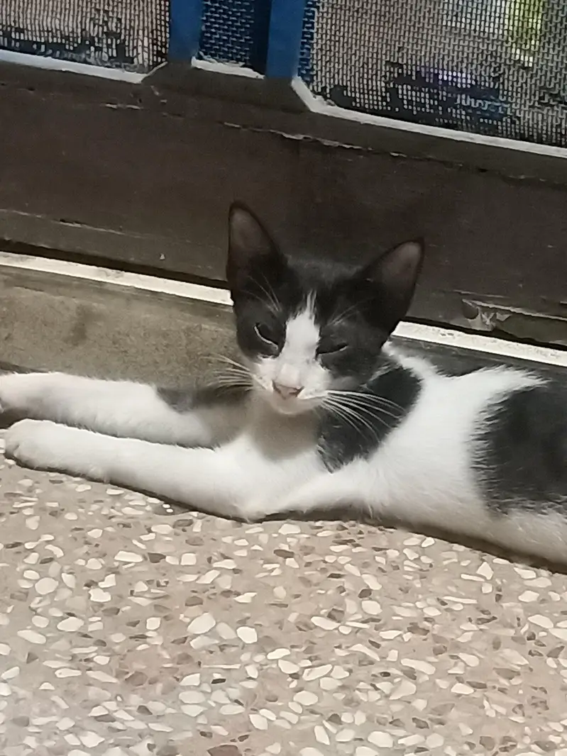 tuxedo kittens — photo 4