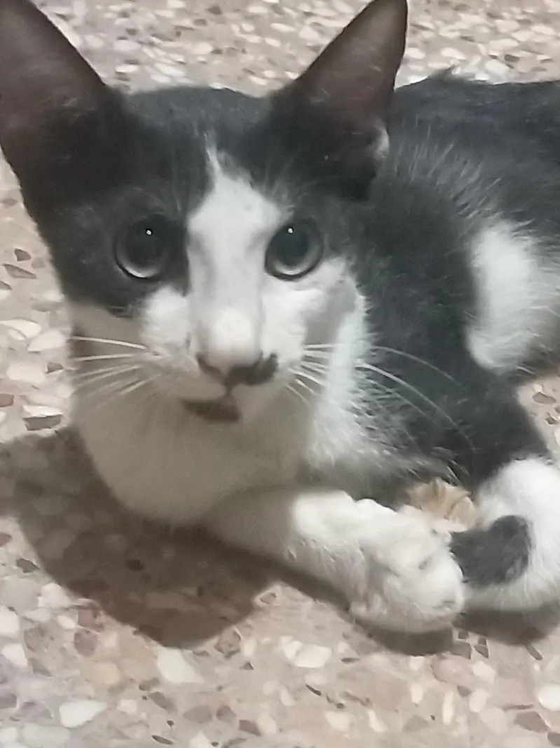 tuxedo kittens — photo 5