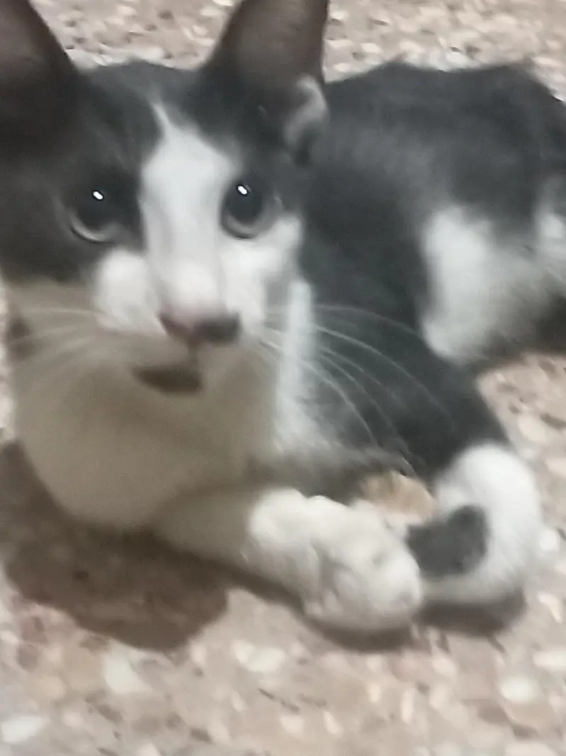 tuxedo kittens — photo 6