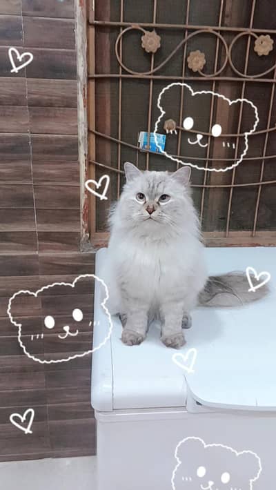 SNOWY X SASHA