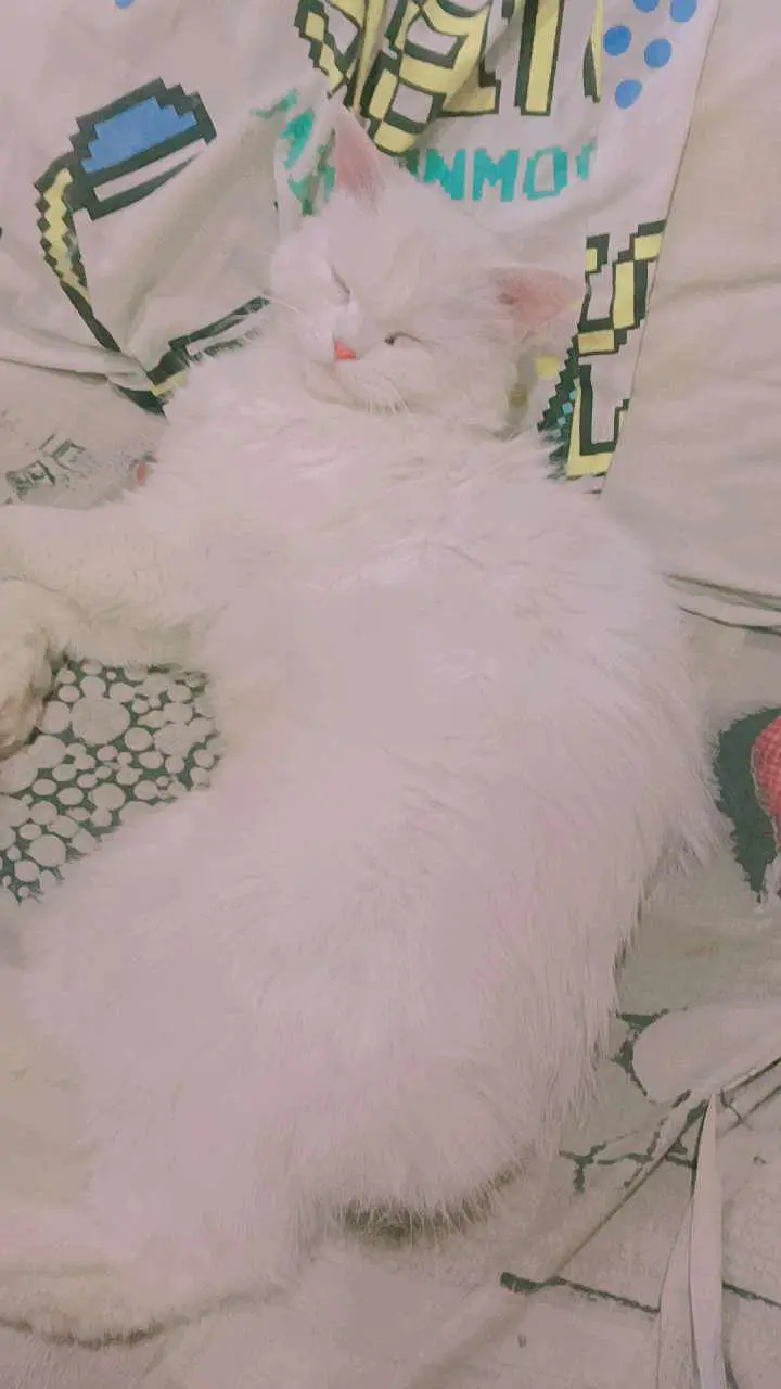 SNOWY X SASHA — photo 2
