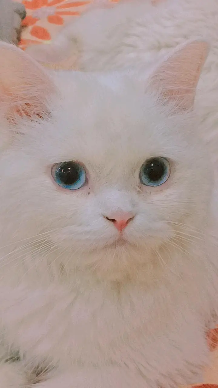 SNOWY X SASHA — photo 3
