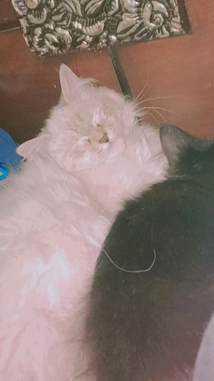 SNOWY X SASHA — photo 6