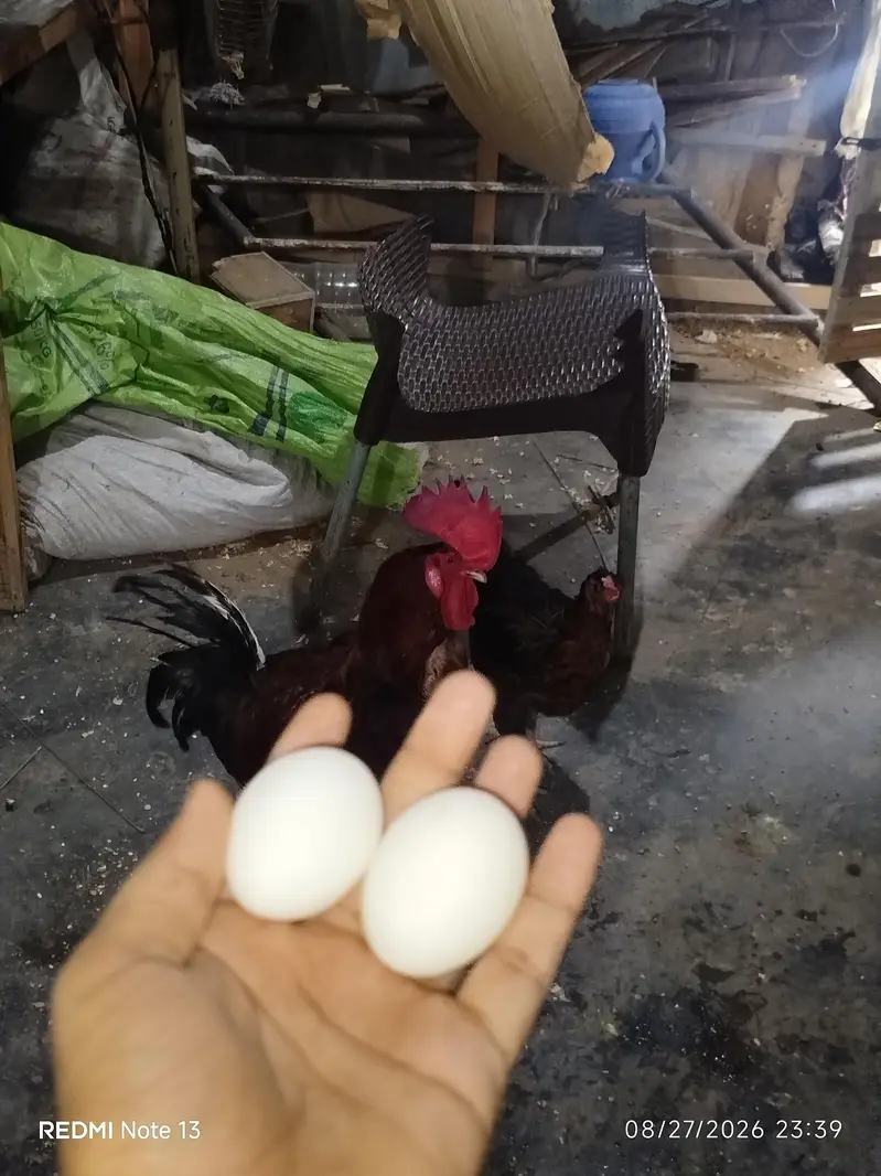 Desi 3 pieces Anday da Rahi hain warrenty Kay Sath — photo 6