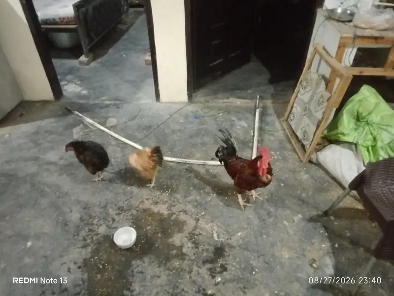 Desi 3 pieces Anday da Rahi hain warrenty Kay Sath — photo 7