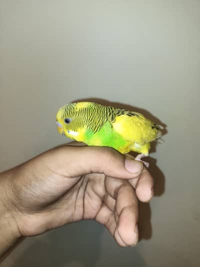 Australian budgies parrot full hands tame