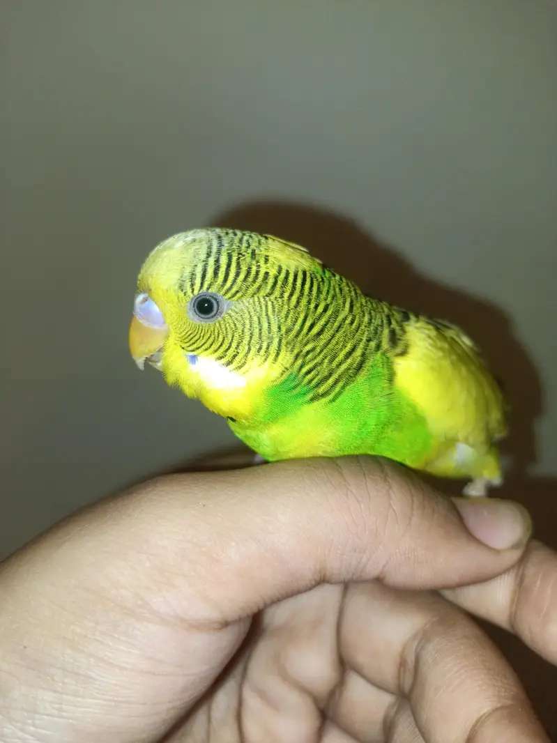 Australian budgies parrot full hands tame — photo 2