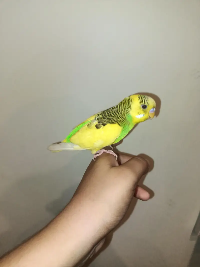 Australian budgies parrot full hands tame — photo 3