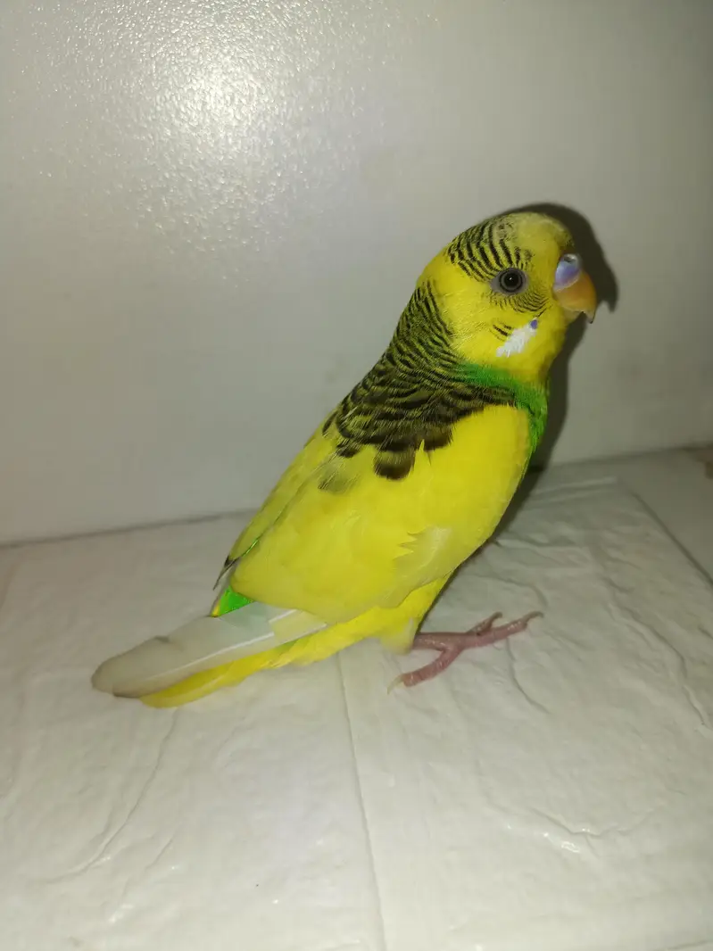 Australian budgies parrot full hands tame — photo 4