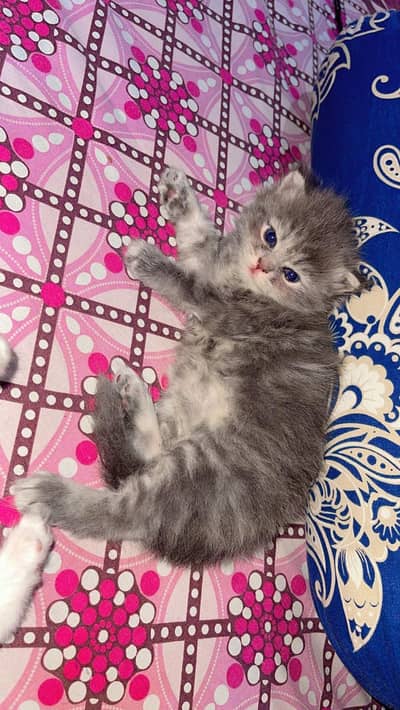 pure persian kitty