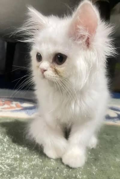 persian punch face