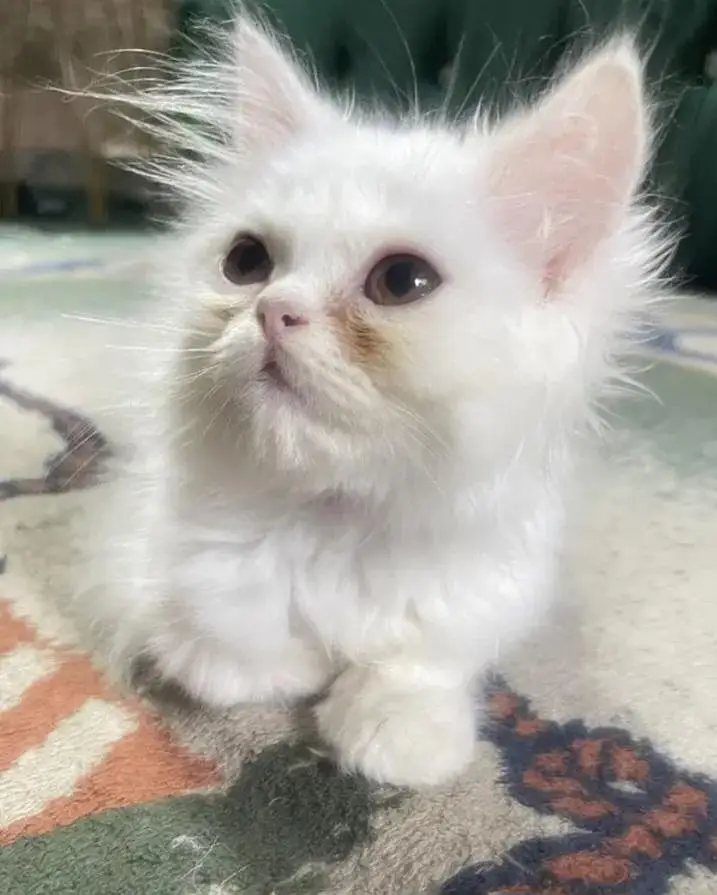 persian punch face — photo 2