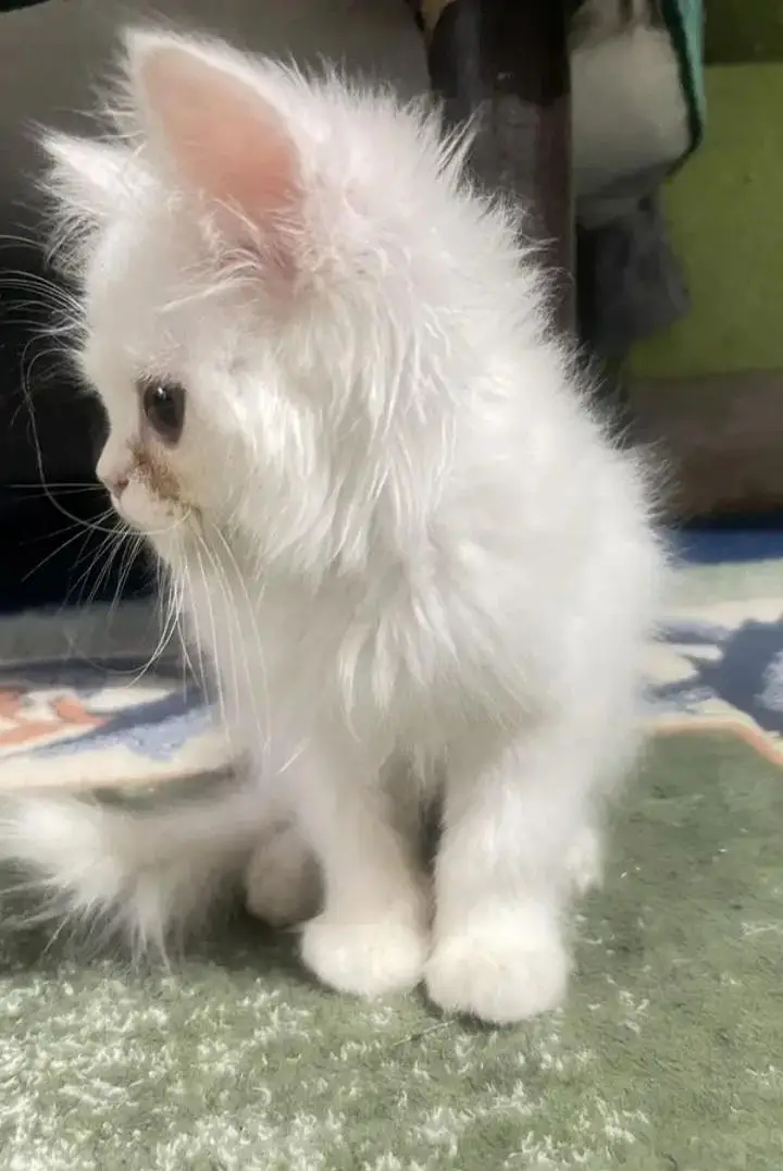 persian punch face — photo 3