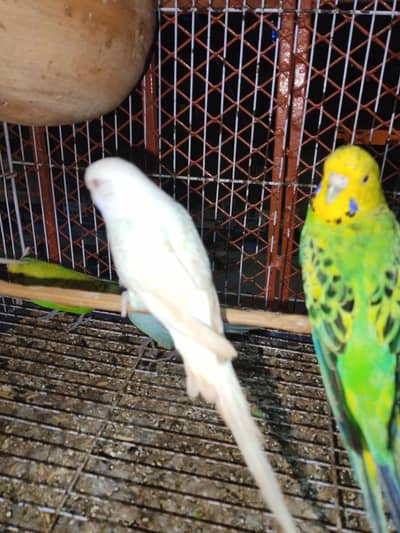 active female and male pair ready to breeding mutation falo