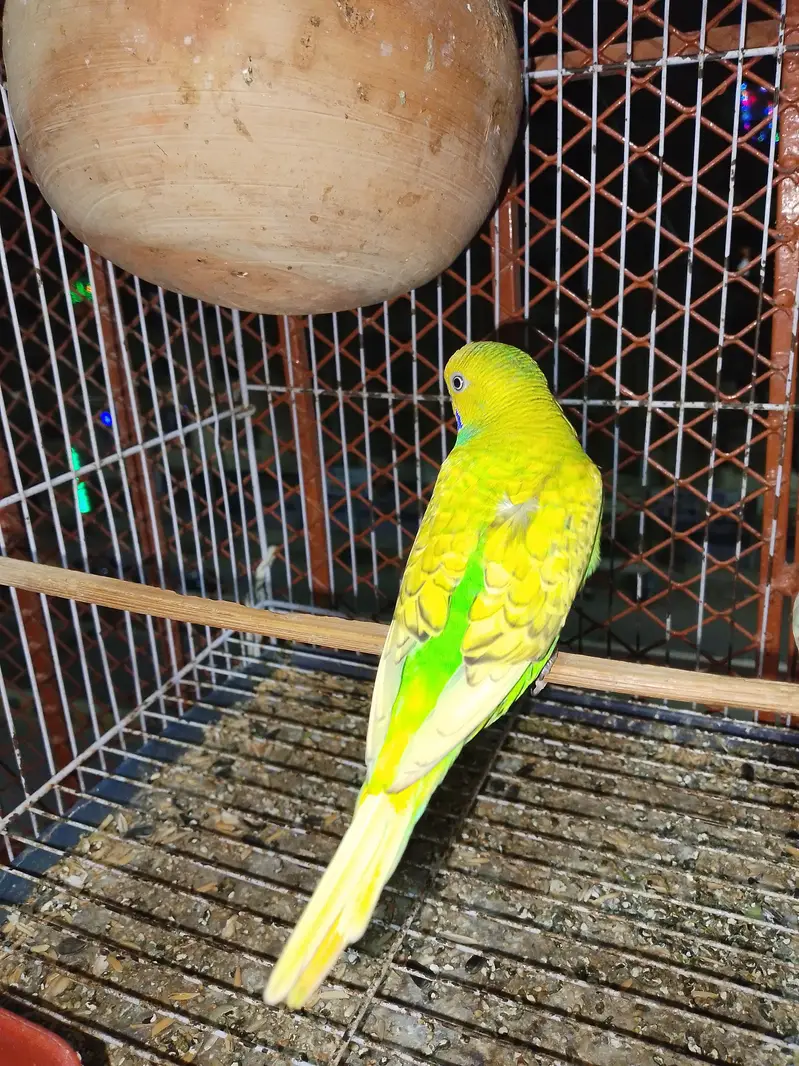 active female and male pair ready to breeding mutation falo — photo 3