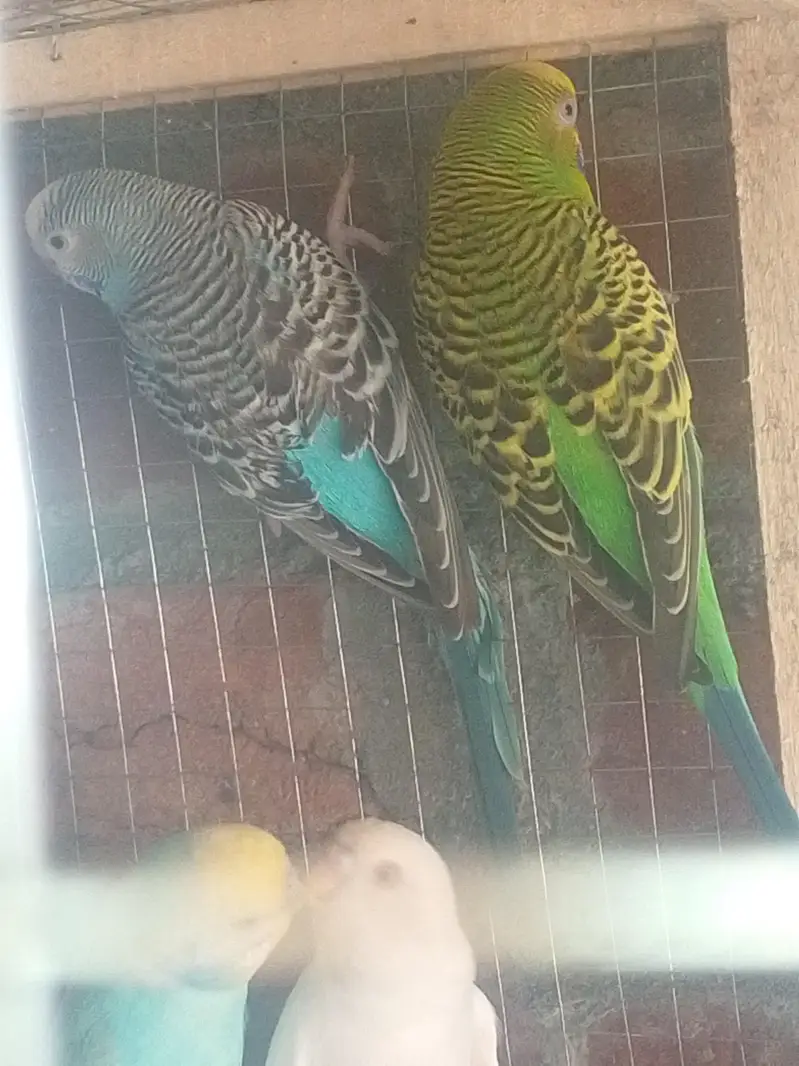 Breeder Pair For Sale — photo 2