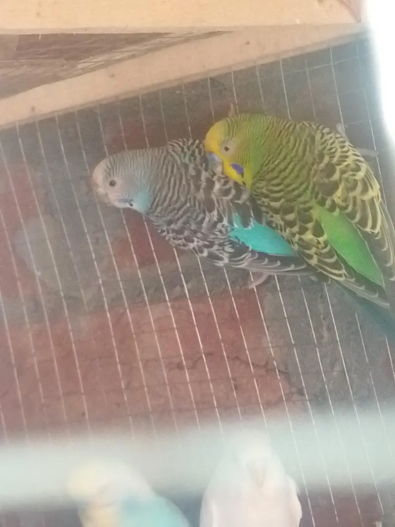 Breeder Pair For Sale — photo 3