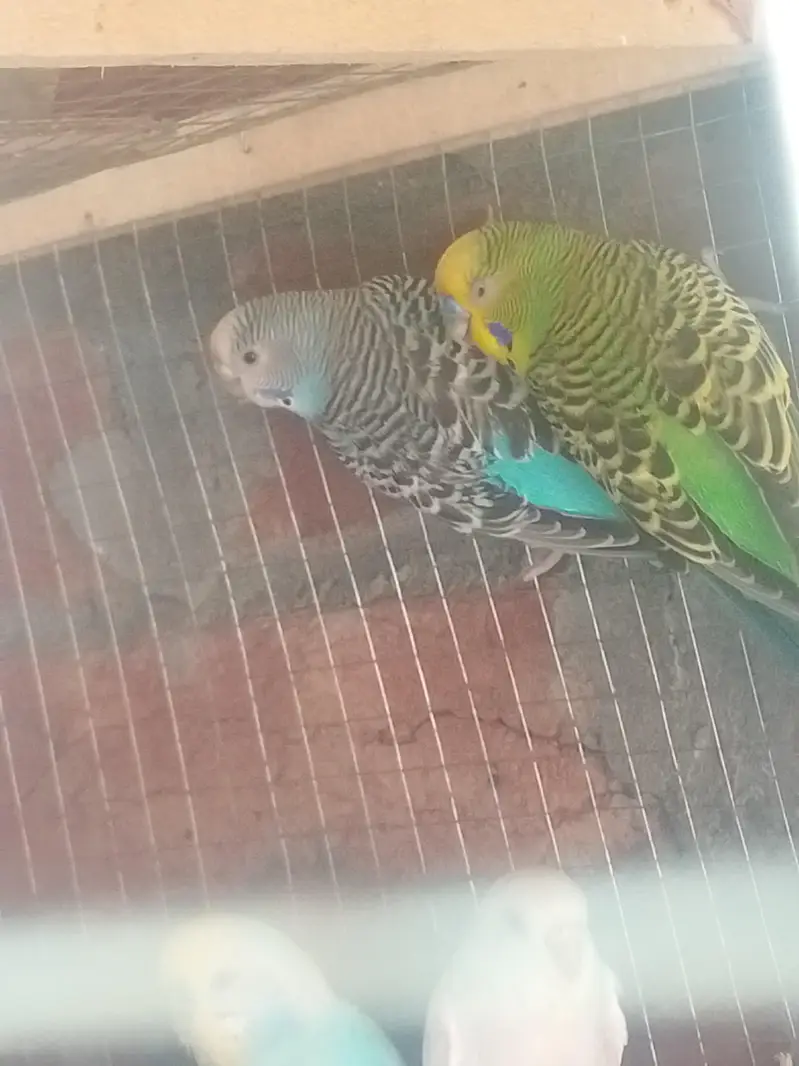Breeder Pair For Sale — photo 4