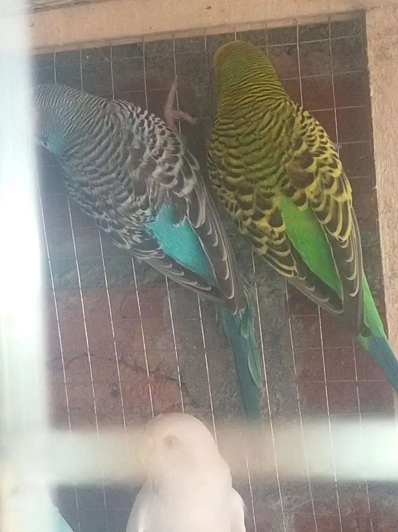 Breeder Pair For Sale — photo 5