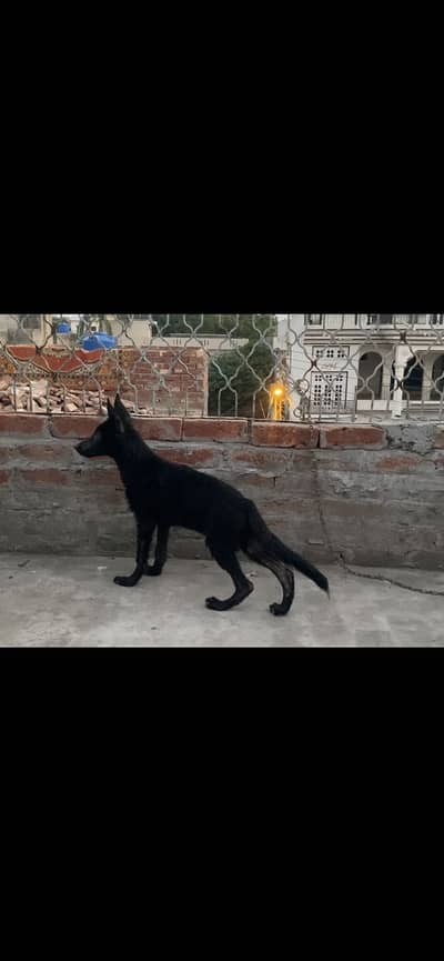 Black German Shepherd puppy female for sale