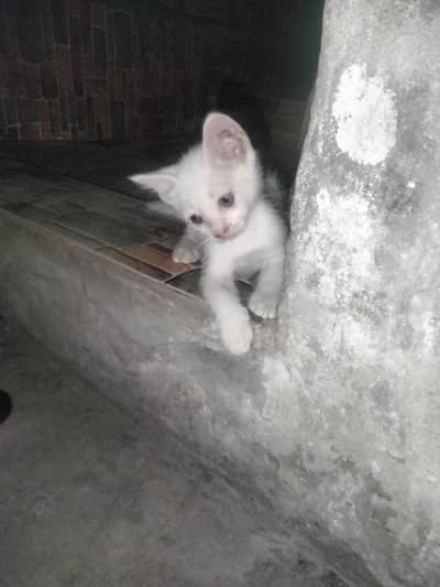 Persian Gray eyes female kitten