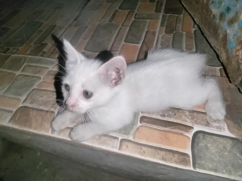 Persian Gray eyes female kitten — photo 2
