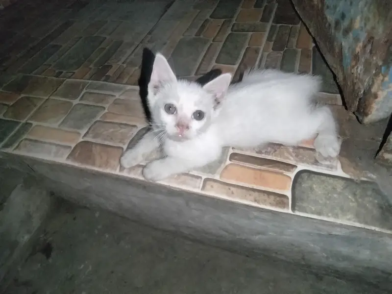 Persian Gray eyes female kitten — photo 3