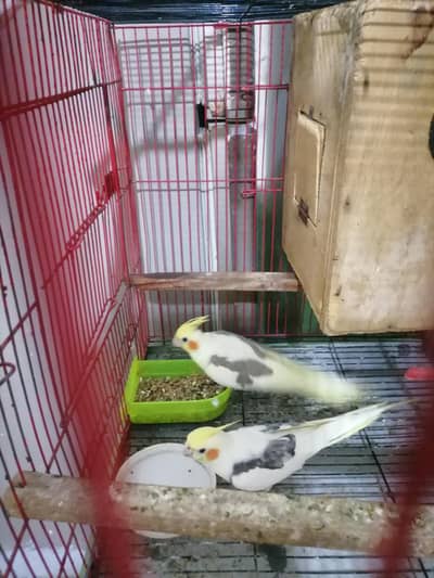 cocktail ha