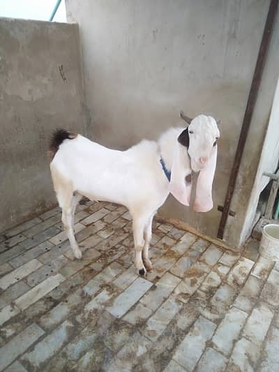 Bisar Gulabi Goat