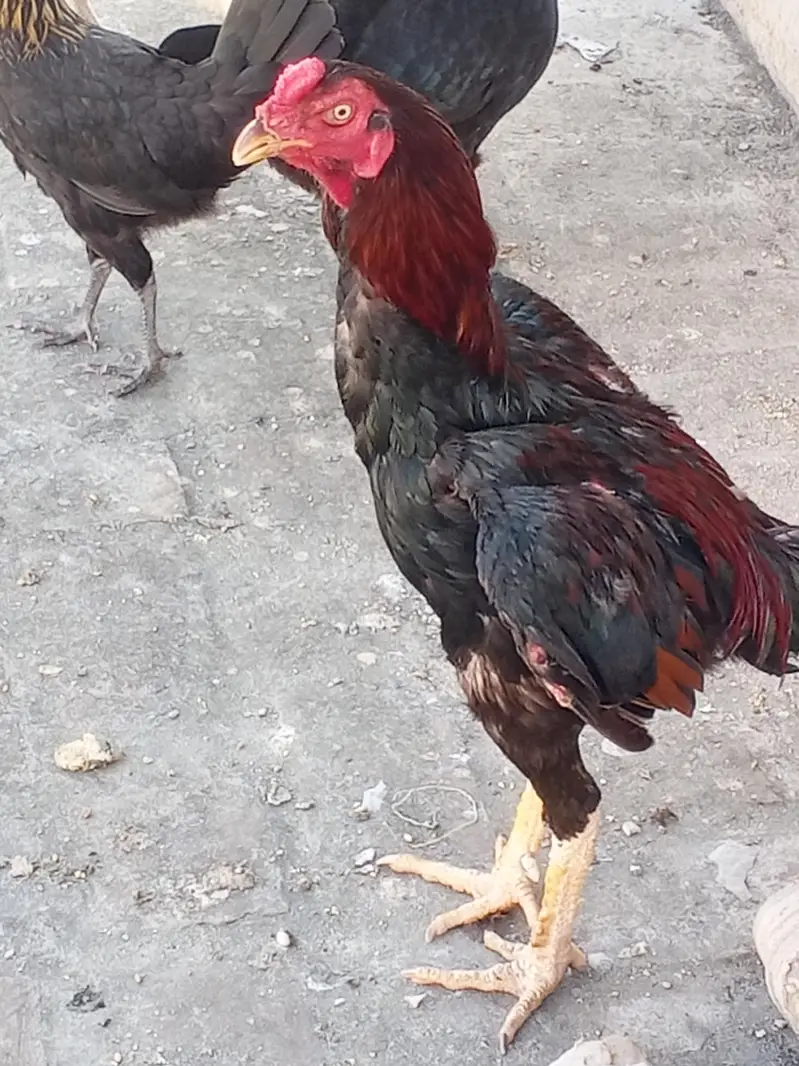 mea new Lena ha is Lia sale kar Raha hun — photo 3