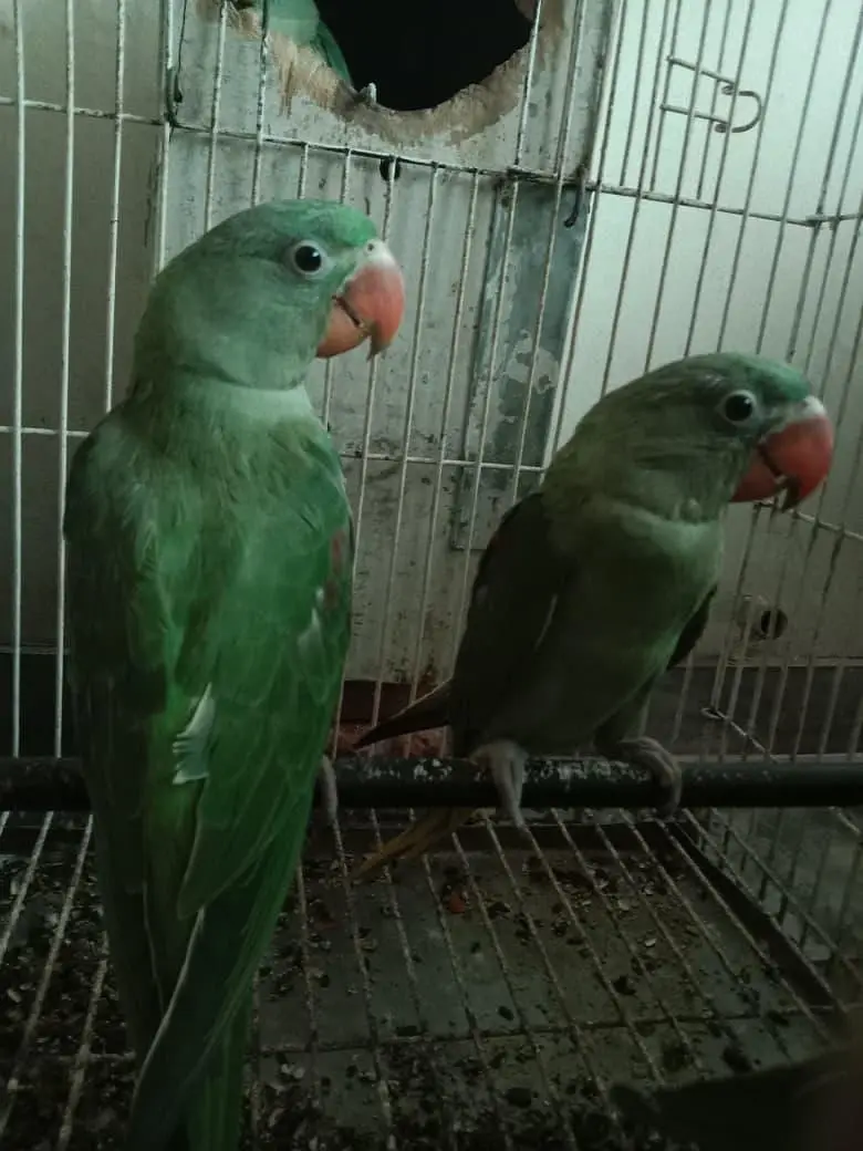 green raw parrot baby 5 month — photo 2