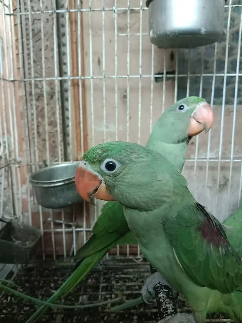 green raw parrot baby 5 month — photo 3