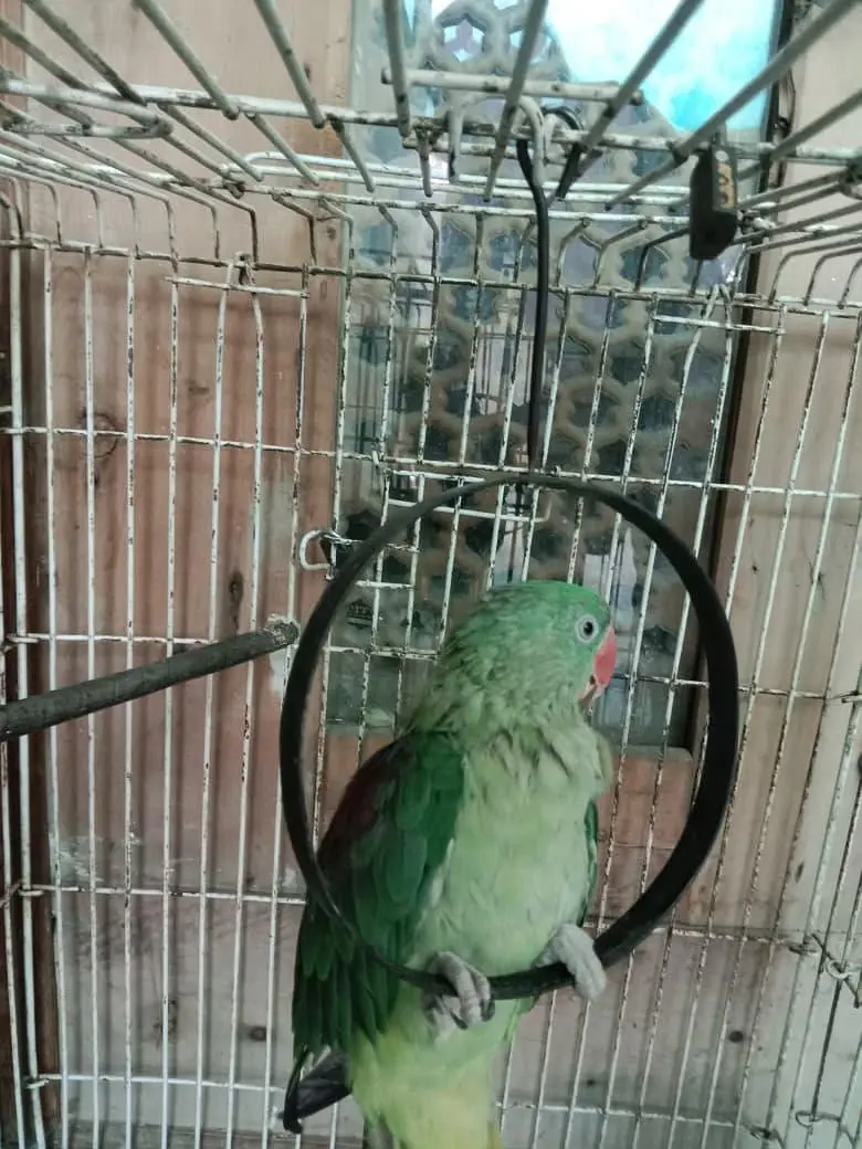 green raw parrot baby 5 month — photo 4