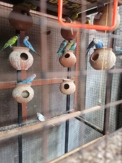 budges parrot arrgent sale