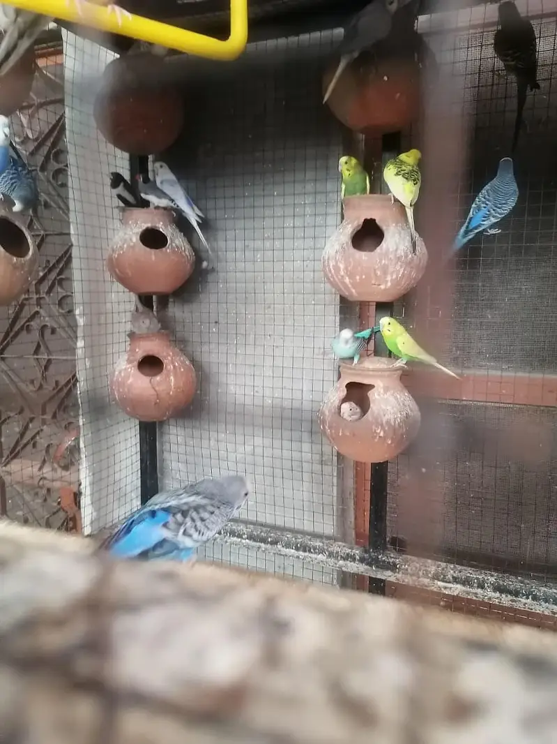 budges parrot arrgent sale — photo 2