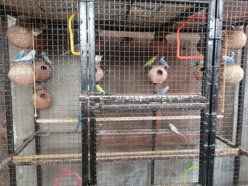 budges parrot arrgent sale — photo 3