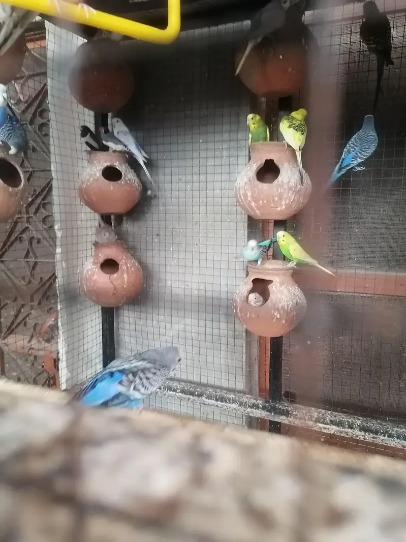 budges parrot arrgent sale — photo 4