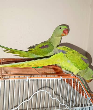 Raw Parrot ( Kashmiri Chicks)