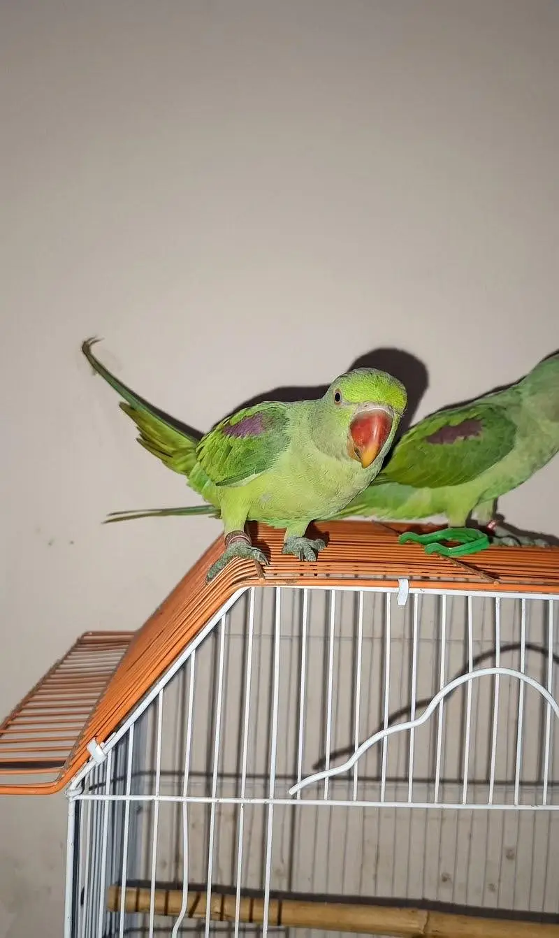 Raw Parrot ( Kashmiri Chicks) — photo 3