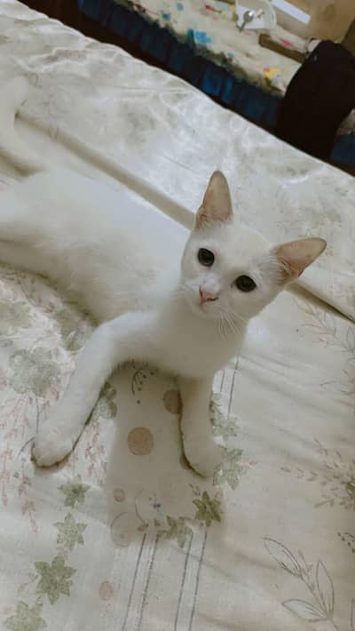Turkish angora kitten