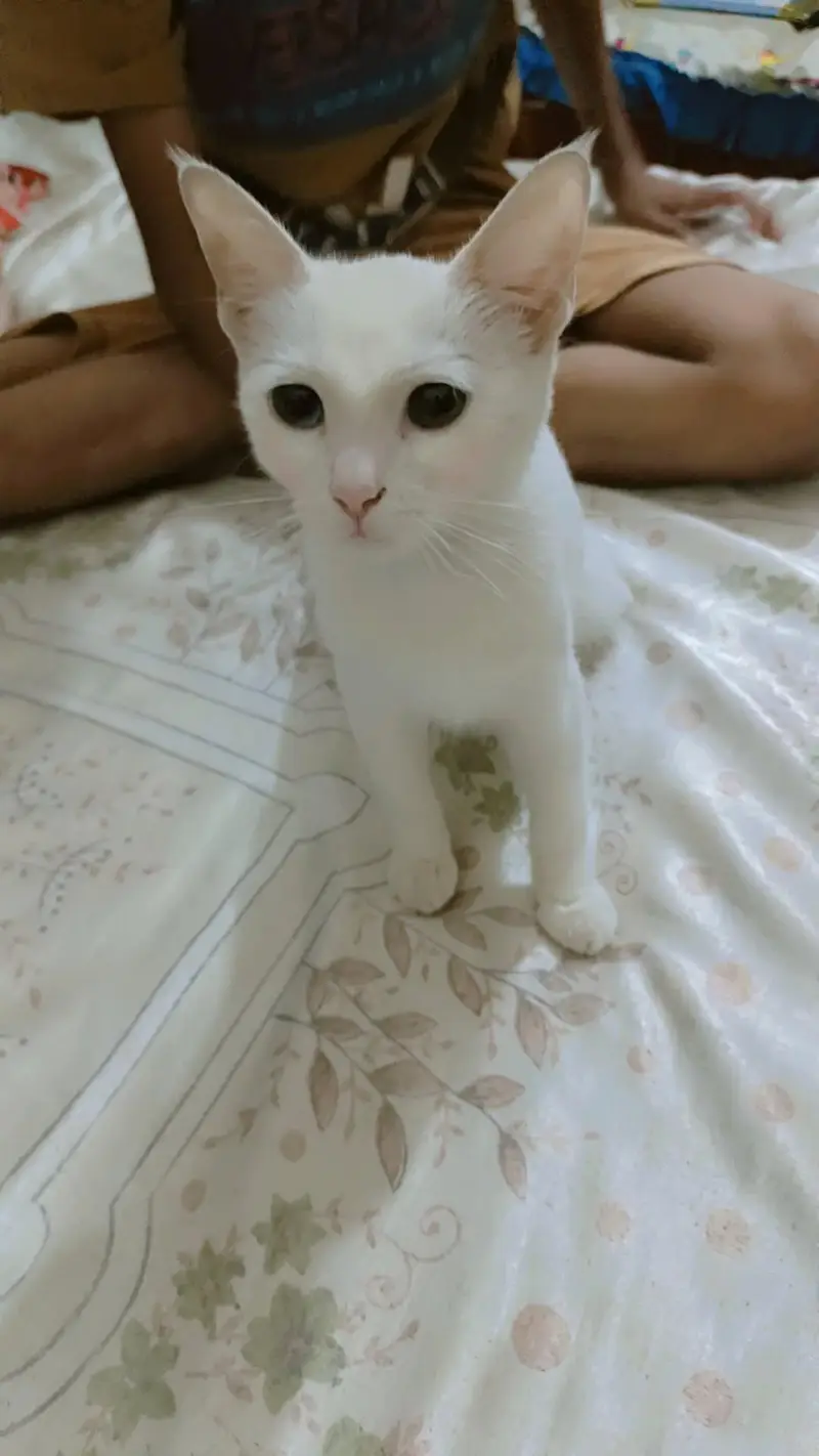 Turkish angora kitten — photo 2