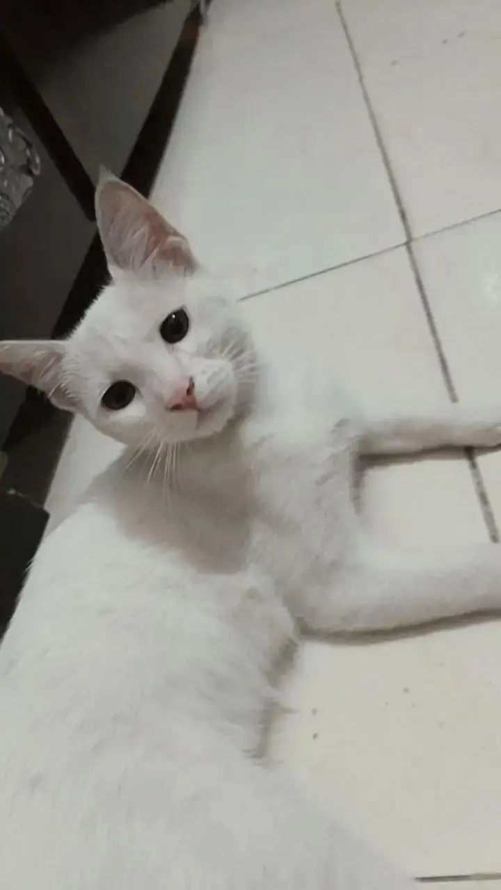 Turkish angora kitten — photo 3