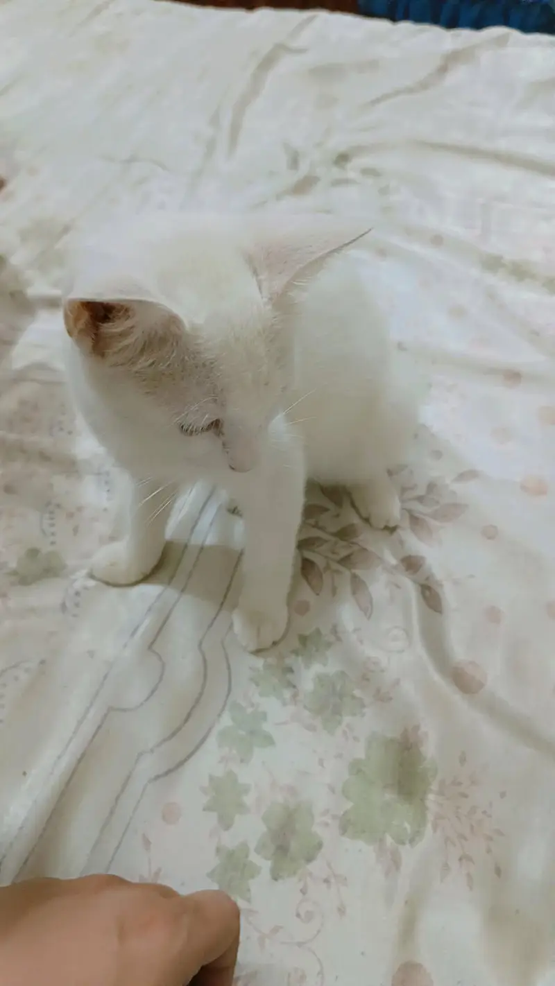 Turkish angora kitten — photo 4