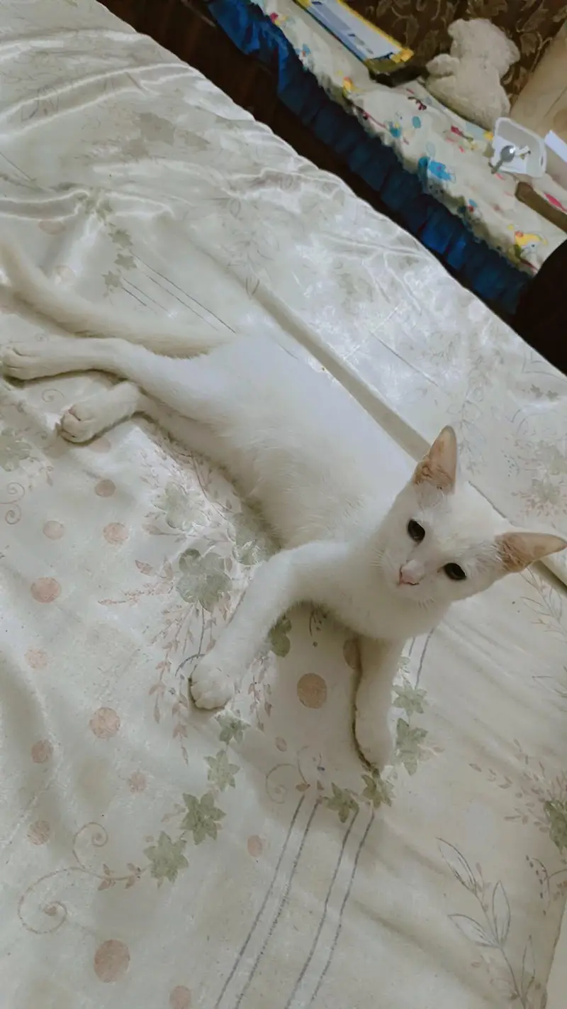 Turkish angora kitten — photo 5