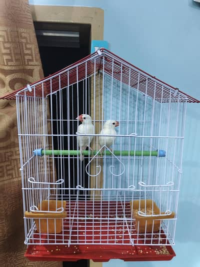 white java young pair with cage