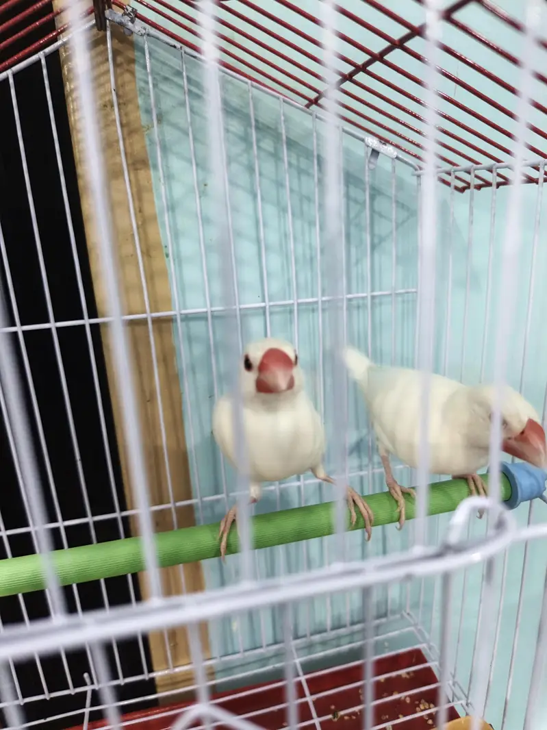 white java young pair with cage — photo 2
