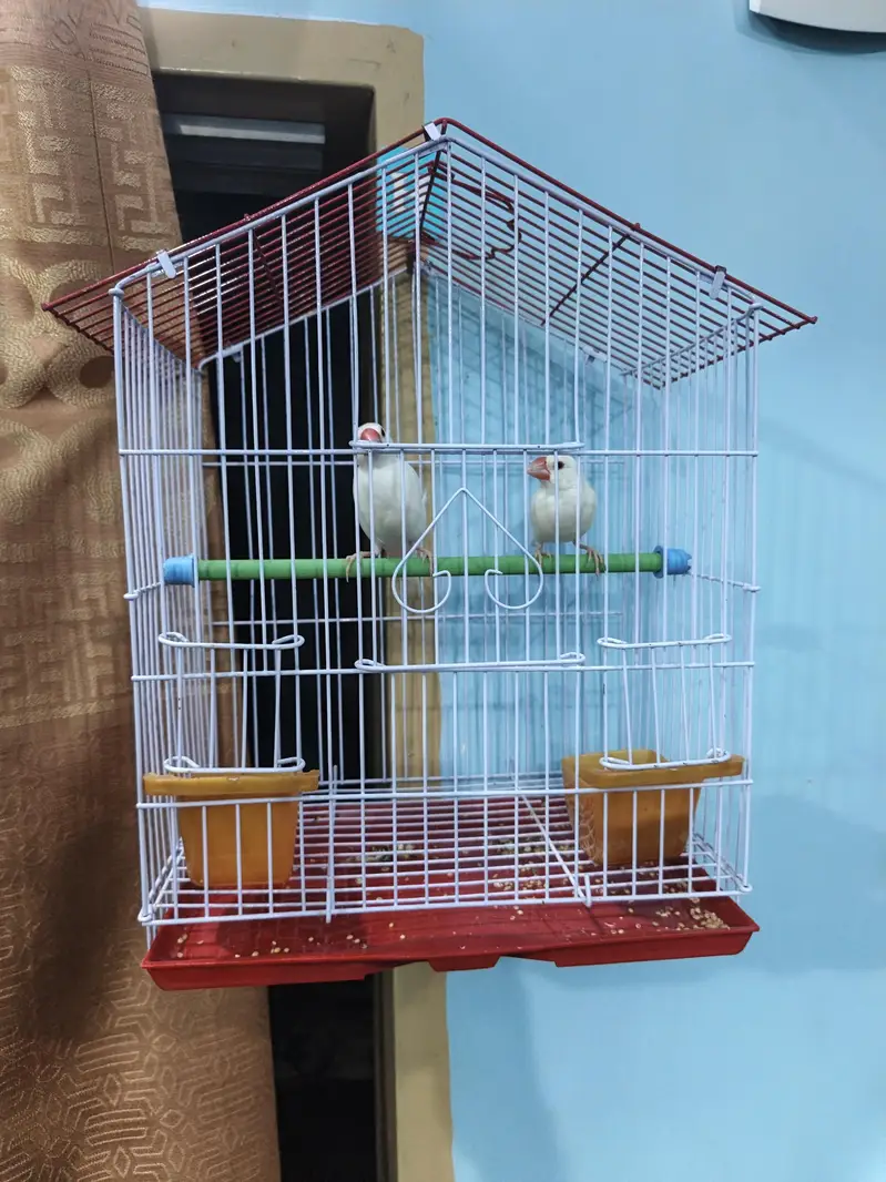 white java young pair with cage — photo 3