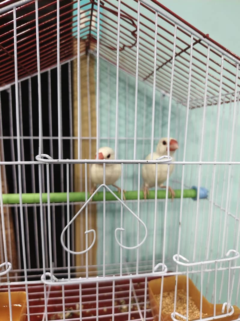 white java young pair with cage 3